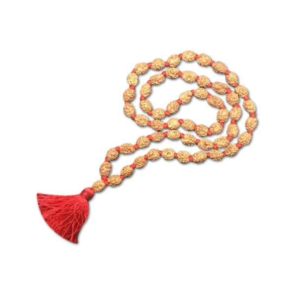 2 Mukhi Indonesian Rudraksha Mala 54 Beads 10mm-12mm Lab Certified