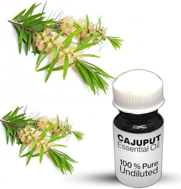 Cajuput Essential Oil / 100% Pure Cajuput Undiluted Essential Oil Premium Quality