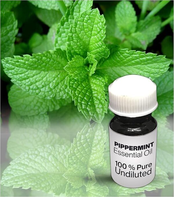 Peppermint Essential Oil / 100% Pure Peppermint Undiluted Essential Oil Premium Quality