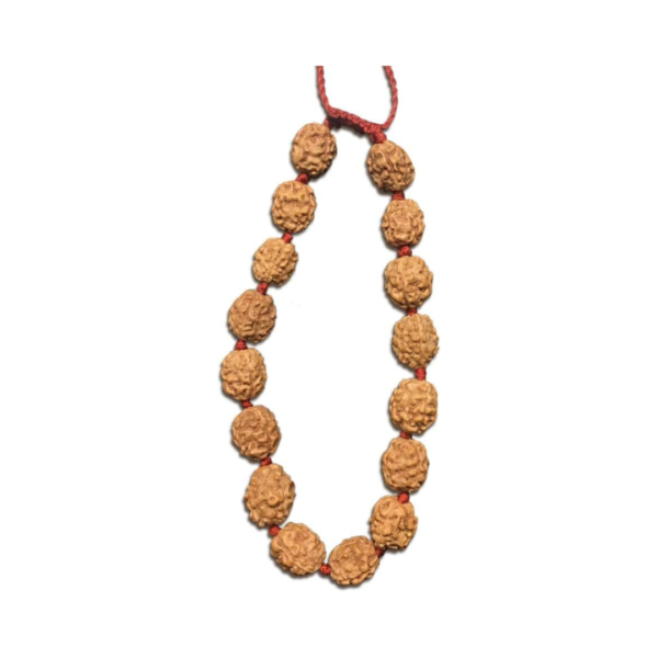 2 Face Java Indonesian Rudraksha Bracelet In Red Thread (Medium)
