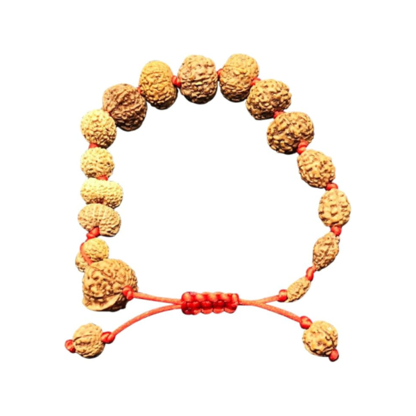1 to 14 Mukhi Rudraksha Bracellet l | One to fourteen Face Rudraksh Bracellet | Natural Rudraksha, 10mm-15mm, Rudraksha, No Gemstone